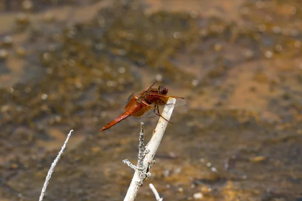 Libellula Sulle Piante Del Parco Nazionale Yellowstone Nel Wyoming — Foto Stock