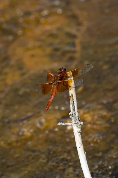 Libelle Auf Pflanzen Des Yellowstone Nationalparks Wyoming — Stockfoto