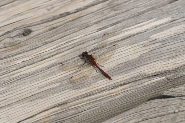 Dragonfly Rostlinách Yellowstonský Národní Park Wyomingu — Stock fotografie