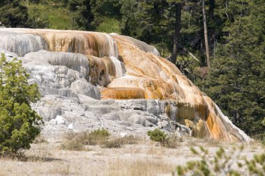 Amerika 'da Wyoming 'deki mamut kaplıcalarda termal yaylar ve kireçtaşı oluşumları