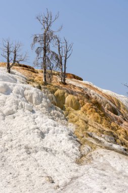 Amerika 'da Wyoming 'deki mamut kaplıcalarda termal yaylar ve kireçtaşı oluşumları