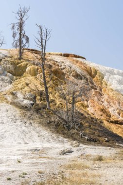 Amerika 'da Wyoming 'deki mamut kaplıcalarda termal yaylar ve kireçtaşı oluşumları