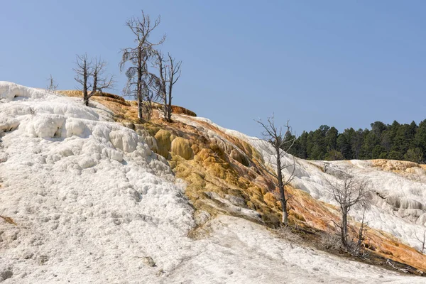 Thermal Springs Limestone Formations Mammoth Hot Springs Wyoming America — Stock Photo, Image