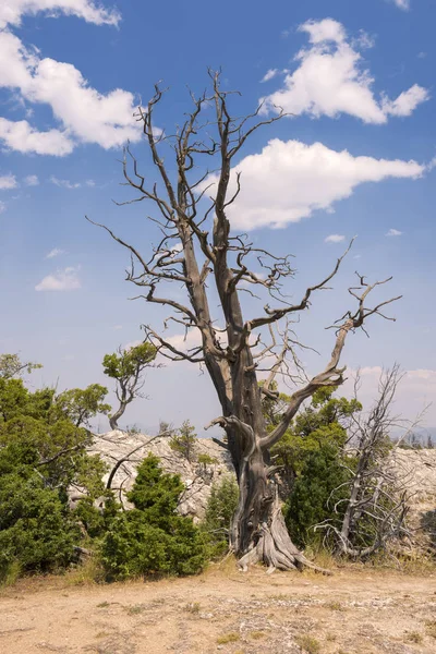 Fuentes Termales Formaciones Piedra Caliza Las Fuentes Termales Mamut Wyoming — Foto de Stock