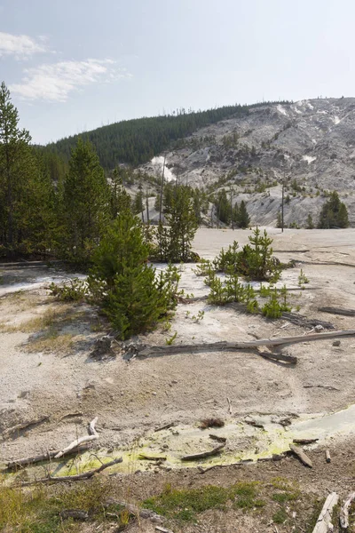 Norris Geyser Nel Parco Nazionale Yellowstone Nel Wyoming — Foto Stock