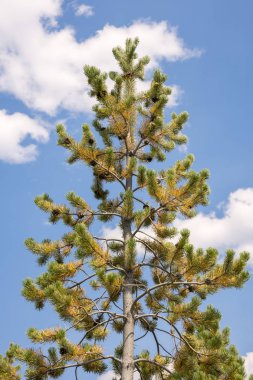 Wyoming 'de Yellowstone Milli Parkı 'nda Norris şofben geri Havzası