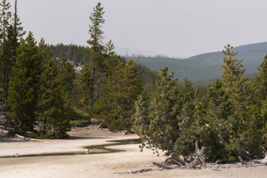Wyoming 'de Yellowstone Milli Parkı 'nda Norris şofben geri Havzası
