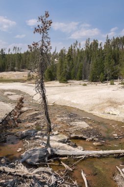 Wyoming Yellowstone Milli Parkı norris gayzer geri havzası