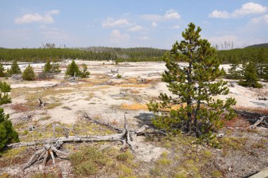 Wyoming Yellowstone Milli Parkı norris gayzer geri havzası