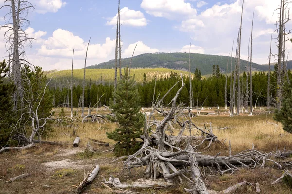 Norris Geyser Tillbaka Basin Yellowstone National Park Wyoming — Stockfoto