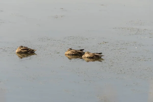 Enten Auf Dem Wasser Des Yellowstone Lake Yellowstone Nationalpark Wyoming — Stockfoto