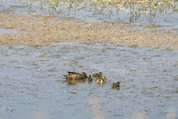 Enten Auf Dem Wasser Des Yellowstone Lake Yellowstone Nationalpark Wyoming — Stockfoto