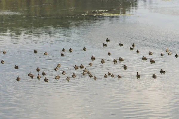 Ducks Water Yellowstone Lake Yellowstone National Park Wyoming — Stock Photo, Image