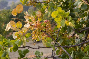 Yunanistan 'da Aegina' da gün batımında şam fıstığı ağacı