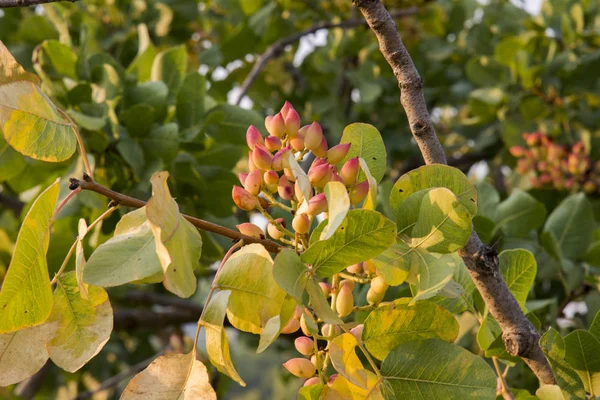 Pistazienbaum Bei Sonnenuntergang Auf Ägina Griechenland Stockbild