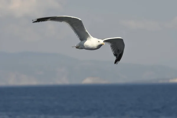 Seagull Fly Sea Greec — Stock Photo, Image