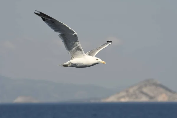 Gaivota Mosca Mar Greec — Fotografia de Stock