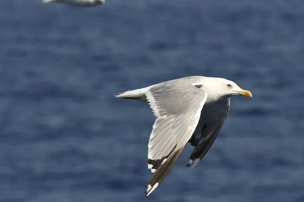 Möwe Flug Auf Dem Meer Griechenland — Stockfoto