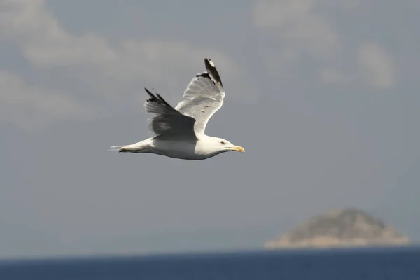 Gaivota Mosca Mar Greec — Fotografia de Stock