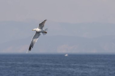 Yunanca 'da deniz üzerinde uçan martı