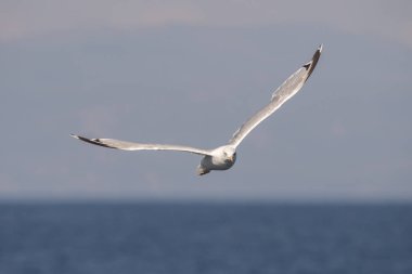 Yunanca 'da deniz üzerinde uçan martı