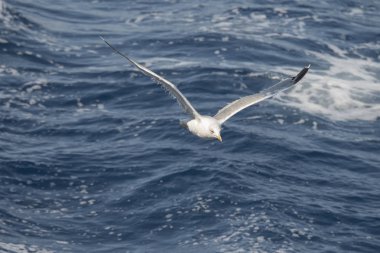 Yunanca 'da deniz üzerinde uçan martı