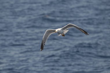 Yunanca 'da deniz üzerinde uçan martı