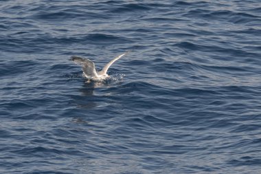Yunanca 'da deniz üzerinde uçan martı