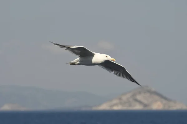 Möwe Flug Auf Dem Meer Griechenland — Stockfoto