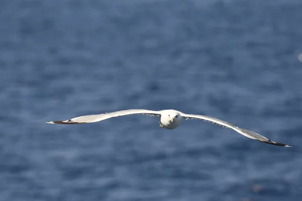 ギリシャの海を飛ぶカモメ — ストック写真