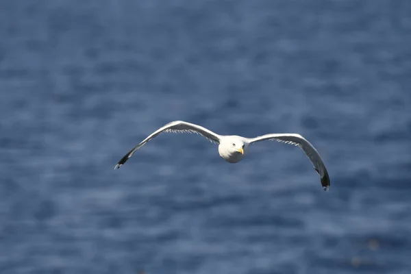 Seagull Fly Sea Greec — Stock Photo, Image