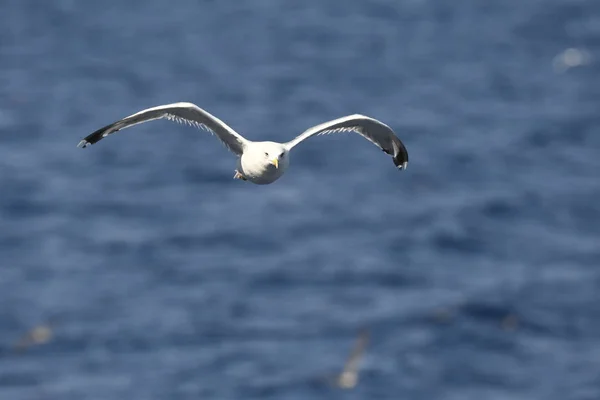 Gaviota Mosca Mar Greec — Foto de Stock