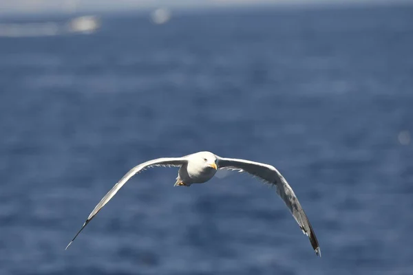 海鸥在希腊的海面上飞翔 — 图库照片