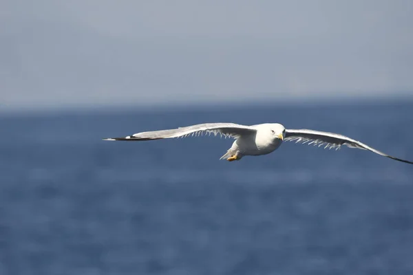 Meeuw Vlieg Zee Greec — Stockfoto