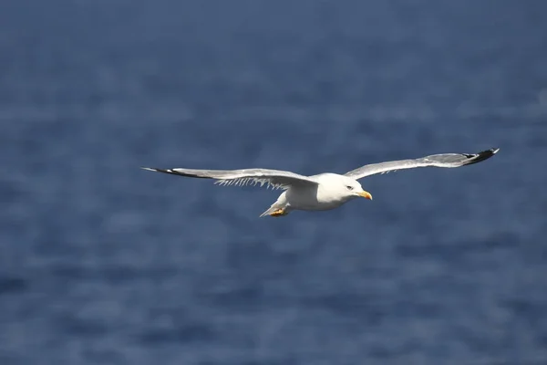 Gaivota Mosca Mar Greec — Fotografia de Stock