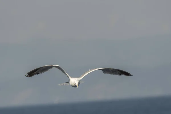 Gabbiano Volo Sul Mare Grecia — Foto Stock
