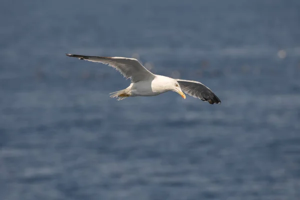 Gaviota Mosca Mar Greec — Foto de Stock