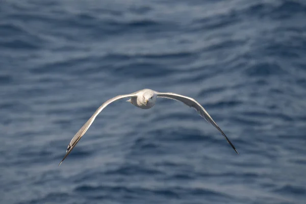 Gaviota Mosca Mar Greec — Foto de Stock