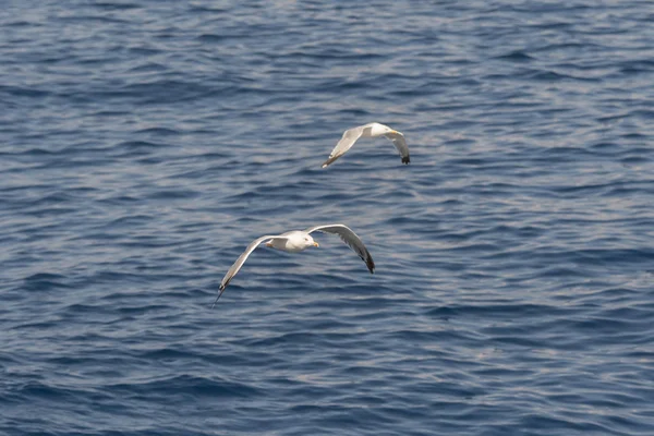 Fiskmås Fluga Havet Grek — Stockfoto