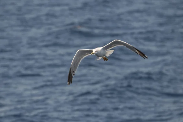 Gaviota Mosca Mar Greec — Foto de Stock