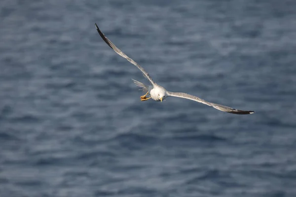 Seagull Fly Sea Greec — Stock Photo, Image