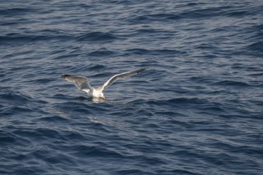 Yunanca 'da deniz üzerinde uçan martı