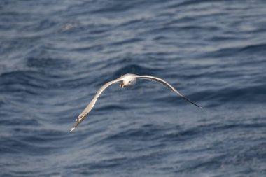 Yunanca 'da deniz üzerinde uçan martı