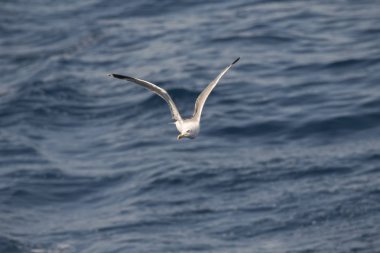 Yunanca 'da deniz üzerinde uçan martı