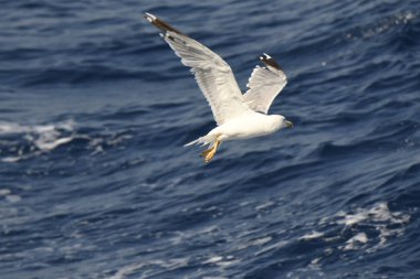 Yunanca 'da deniz üzerinde uçan martı