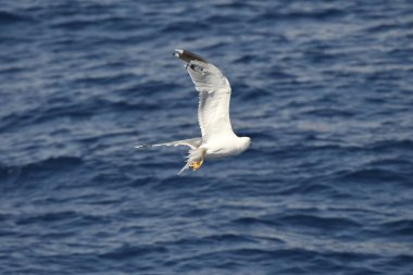 Yunanca 'da deniz üzerinde uçan martı