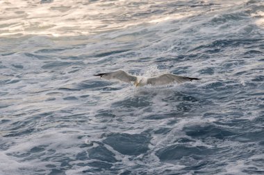 Yunanca 'da deniz üzerinde uçan martı