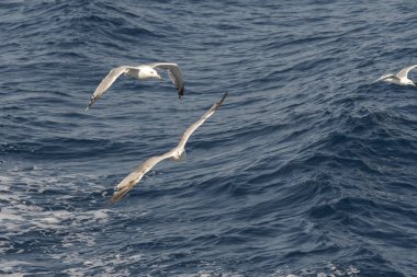 Yunanca 'da deniz üzerinde uçan martı