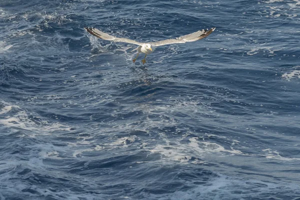 Gaviota Mosca Mar Greec — Foto de Stock