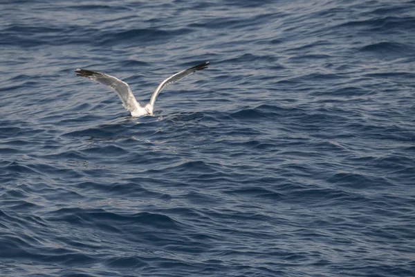 Gaivota Mosca Mar Greec — Fotografia de Stock